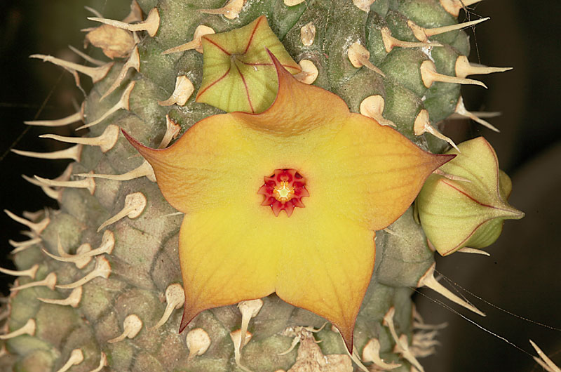 Hoodia alstonii